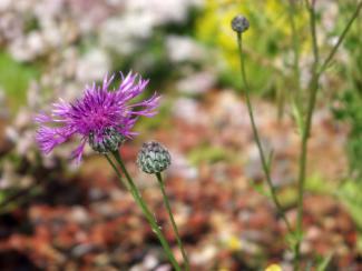 Greater Knapweed